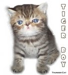 Tiger Boy (Sold) - Exotic Shorthair Cat