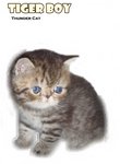 Tiger Boy (Sold) - Exotic Shorthair Cat