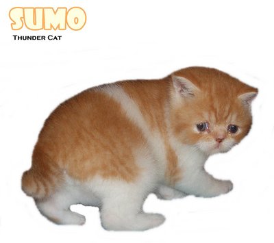 Sumo (Sold) - Exotic Shorthair Cat