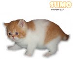 Sumo (Sold) - Exotic Shorthair Cat