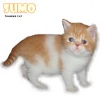 Sumo (Sold) - Exotic Shorthair Cat