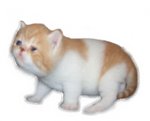 Sumo (Sold) - Exotic Shorthair Cat