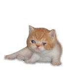 Sumo (Sold) - Exotic Shorthair Cat