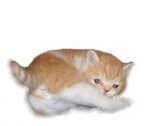 Sumo (Sold) - Exotic Shorthair Cat