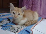 Oyen - Domestic Medium Hair Cat