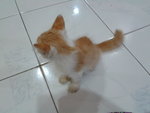 Oyen - Domestic Medium Hair Cat