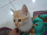 Oyen - Domestic Medium Hair Cat