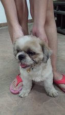 Unknown - Shih Tzu Mix Dog