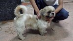 Unknown - Shih Tzu Mix Dog