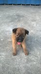 Browny X 4 - Mixed Breed Dog