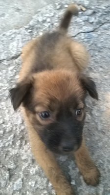 Browny X 4 - Mixed Breed Dog