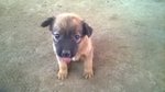 Browny X 4 - Mixed Breed Dog