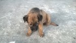 Browny X 4 - Mixed Breed Dog