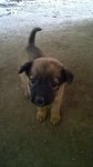 Browny X 4 - Mixed Breed Dog