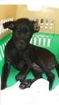 Blackie - Mixed Breed Dog