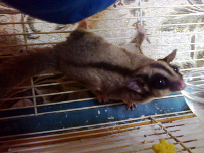 Sugar Glider For Sale - Sugar Glider Small & Furry