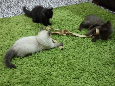 Gebu, Meenu And Manis Jr. - American Curl + Siamese Cat