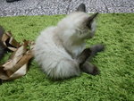 Gebu, Meenu And Manis Jr. - American Curl + Siamese Cat