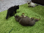 Gebu, Meenu And Manis Jr. - American Curl + Siamese Cat