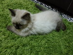 Gebu, Meenu And Manis Jr. - American Curl + Siamese Cat