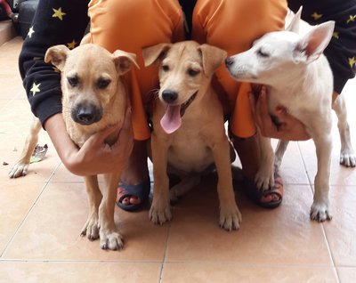 Bubu, Ayden - Labrador Retriever Mix Dog