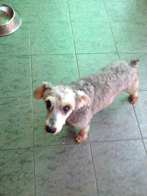 Handsome - Schnauzer Dog