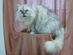 Ice Tiger - Siberian + Persian Cat