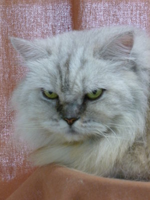 Ice Tiger - Siberian + Persian Cat