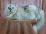 Ice Tiger - Siberian + Persian Cat