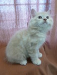 Quality Dollface Kitten - Persian + Domestic Long Hair Cat