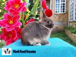 Chocolate Otter Buck 1 - Netherland Dwarf Rabbit