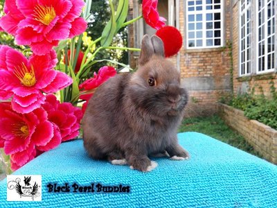 Chocolate Buck 1 - Netherland Dwarf Rabbit