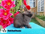 Chocolate Buck 1 - Netherland Dwarf Rabbit