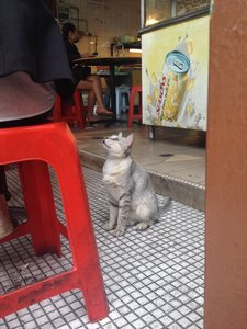 Ginko - Domestic Medium Hair Cat