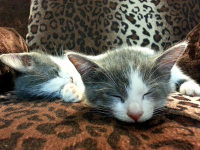 Twins !! - Rese - Domestic Medium Hair Cat