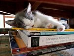 "nothing is more comfy than books to sleep on"