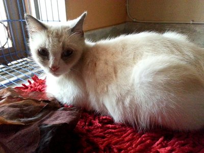 Mosu Mosu - Urgent Fostering/adopt - Domestic Medium Hair + Siamese Cat