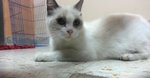 Mosu Mosu - Urgent Fostering/adopt - Domestic Medium Hair + Siamese Cat