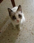 Mosu Mosu - Urgent Fostering/adopt - Domestic Medium Hair + Siamese Cat