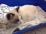 Mosu Mosu - Urgent Fostering/adopt - Domestic Medium Hair + Siamese Cat