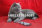 Furla - British Shorthair Cat