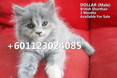 Dollar - British Shorthair Cat