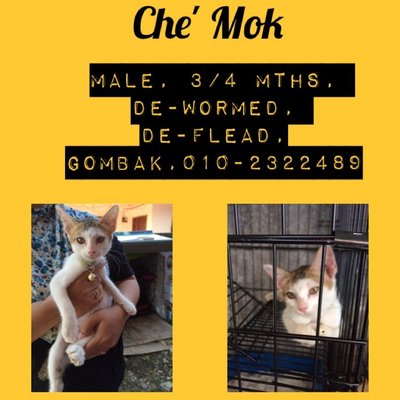 Che' Mok - Domestic Short Hair Cat