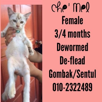 Che' Mel - Domestic Short Hair Cat