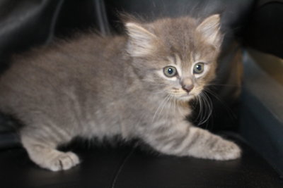 Nebelung Kitten - Himalayan + Nebelung Cat