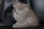 male nebelung