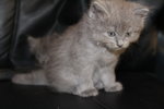 female nebelung