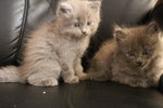 Nebelung Kitten - Himalayan + Nebelung Cat