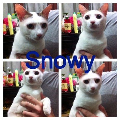 Snowy - Domestic Short Hair Cat