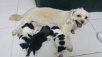 Zizi with her puppies